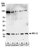 RPL12 Antibody in Western Blot (WB)