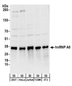 hnRNP A0 Polyclonal Antibody