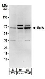 RelA Antibody in Western Blot (WB)