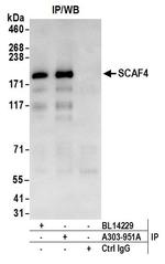 SCAF4 Antibody in Immunoprecipitation (IP)