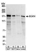 SCAF4 Polyclonal Antibody