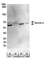 Staufen1 Polyclonal Antibody