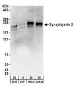 Synaptojanin 2 Polyclonal Antibody