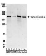 Synaptojanin 2 Polyclonal Antibody