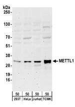 METTL1 Polyclonal Antibody
