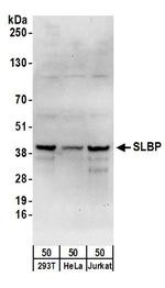SLBP Polyclonal Antibody