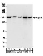 Vigilin Polyclonal Antibody