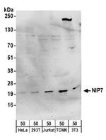 NIP7 Polyclonal Antibody