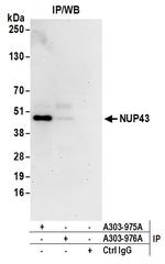 NUP43 Polyclonal Antibody
