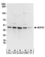 NUP43 Polyclonal Antibody
