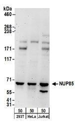 NUP85 Polyclonal Antibody