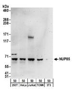 NUP85 Polyclonal Antibody