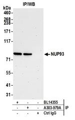 NUP93 Antibody in Immunoprecipitation (IP)