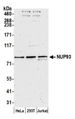 NUP93 Polyclonal Antibody