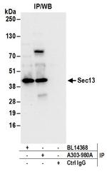 Sec13 Antibody in Immunoprecipitation (IP)