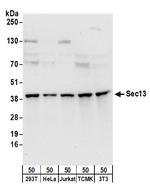 Sec13 Polyclonal Antibody
