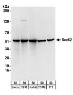 Sec62 Polyclonal Antibody