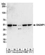 DAZAP1 Polyclonal Antibody