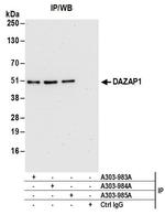 DAZAP1 Antibody in Immunoprecipitation (IP)