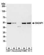 DAZAP1 Polyclonal Antibody