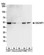 DAZAP1 Polyclonal Antibody