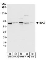 EDC3 Polyclonal Antibody