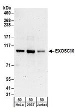 EXOSC10 Polyclonal Antibody