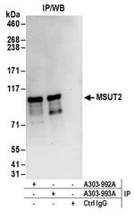 MSUT2 Polyclonal Antibody
