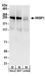 RRBP1 Antibody in Western Blot (WB)