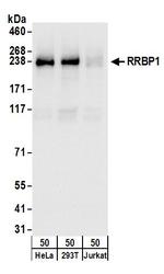 RRBP1 Polyclonal Antibody