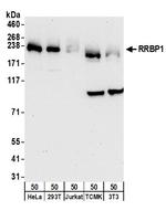 RRBP1 Antibody in Western Blot (WB)
