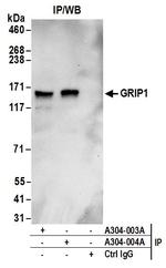 GRIP1 Antibody in Immunoprecipitation (IP)