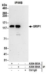 GRIP1 Antibody in Immunoprecipitation (IP)