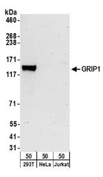 GRIP1 Antibody in Western Blot (WB)