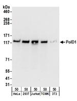 PolD1 Antibody in Western Blot (WB)