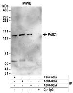 PolD1 Antibody in Immunoprecipitation (IP)