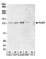PolD1 Polyclonal Antibody