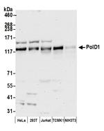 PolD1 Polyclonal Antibody