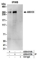 ASCC3 Antibody in Immunoprecipitation (IP)
