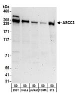 ASCC3 Polyclonal Antibody