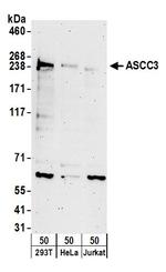 ASCC3 Polyclonal Antibody