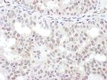 NRF Polyclonal Antibody
