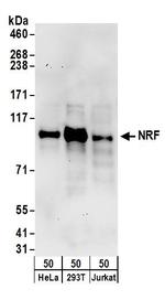 NRF Antibody in Western Blot (WB)