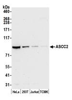 ASCC2 Polyclonal Antibody