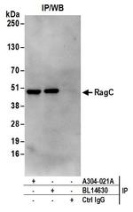 RRAGC/RagC Antibody in Immunoprecipitation (IP)