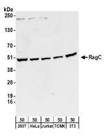 RRAGC/RagC Polyclonal Antibody