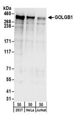 GOLGB1 Polyclonal Antibody