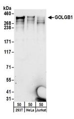 GOLGB1 Polyclonal Antibody