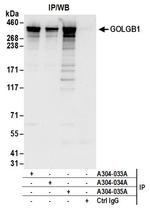 GOLGB1 Antibody in Immunoprecipitation (IP)