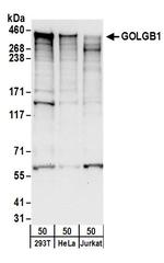 GOLGB1 Polyclonal Antibody